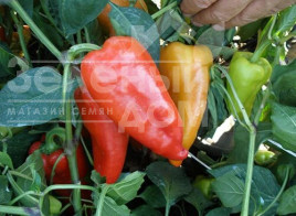 Насіння гіркого перцю Острі F1 / Ostri F1,55-65 днів купити оптом і в роздріб в Україні за вигідною ціною