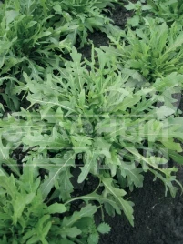 Семена рукколы Грация / Grazia купить оптом и в розницу в Украине по выгодной цене