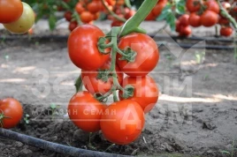 Семена томатов Беллавиза F1 / Belavisa F1,90-95 дней купить оптом и в розницу в Украине по выгодной цене