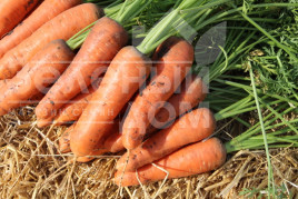 Насіння моркви Танжеріна F1 / Tanjerina F1,110 днів купити оптом і в роздріб в Україні за вигідною ціною