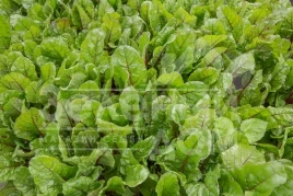 Семена салата Чарли / Charlie,70 дней купить оптом и в розницу в Украине по выгодной цене