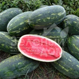 Семена арбуза Юмми F1 / Yummi F1,68-70 дней купить оптом и в розницу в Украине по выгодной цене