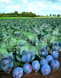 Семена капусты краснокочанной Рокси F1 / Roxy F1,125-135 дней купить оптом и в розницу в Украине по выгодной цене