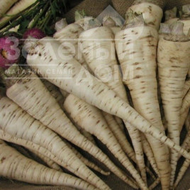 Насіння петрушки Орбіс / Orbis купити оптом і в роздріб в Україні за вигідною ціною