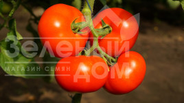 Насіння томатів Оазіс F1 / Oazis F1,67-70 днів купити оптом і в роздріб в Україні за вигідною ціною