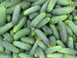 Насіння огірків Спарта F1 / Sparta F1,40-42 дні купити оптом і в роздріб в Україні за вигідною ціною