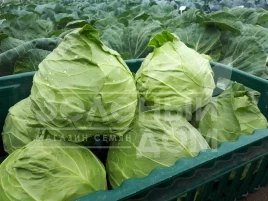 Семена капусты белокочанной Пандион F1 / Pandion F1,48-53 дня купить оптом и в розницу в Украине по выгодной цене