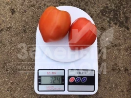 Семена томатов Массон F1 / Masson F1 купить оптом и в розницу в Украине по выгодной цене