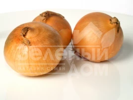 Лук репчатый Глобо / Globo,150-160 дней купить оптом и в розницу в Украине по выгодной цене