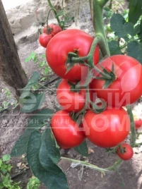 Семена томатов 1606 F1 / 1606 F1,95 дней купить оптом и в розницу в Украине по выгодной цене