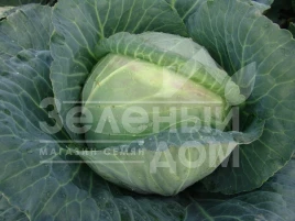 Семена капусты белокочанной Мидор F1 / Midor F1,90-105 дней купить оптом и в розницу в Украине по выгодной цене