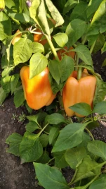 Семена сладкого перца Айпон F1 / Ipon F1,60-65 дней купить оптом и в розницу в Украине по выгодной цене