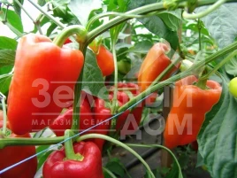 Семена сладкого перца Андреа / Andrea купить оптом и в розницу в Украине по выгодной цене