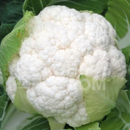 Семена капусты цветной Сеул F1 / Seoul F1,70-75 дней купить оптом и в розницу в Украине по выгодной цене