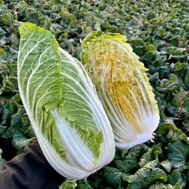 Семена капусты пекинской Генки F1 / Genki F1, 50-60 дней купить оптом и в розницу в Украине по выгодной цене