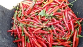 Семена горького перца Дамиан / Damian,70-80 дней купить оптом и в розницу в Украине по выгодной цене