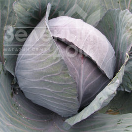 Насіння капусти червоноголової Романов F1 / Romanov F1,90 днів купити оптом і в роздріб в Україні за вигідною ціною