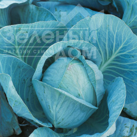 Насіння капусти білокачанної Блоктор F1 / Bloktor F1,130-135 днів купити оптом і в роздріб в Україні за вигідною ціною