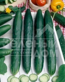 Семена огурцов Авантгард F1 / Avantgard F1,45-50 дней купить оптом и в розницу в Украине по выгодной цене