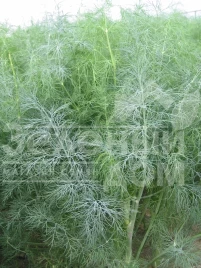 Семена укропа Голдкрон / Goldkrone купить оптом и в розницу в Украине по выгодной цене