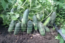 Семена огурцов Надежда F1 / Nadeshda F1,38-40 дней купить оптом и в розницу в Украине по выгодной цене
