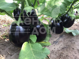 Насіння баклажанів Рафаела F1 / Rafaela F1, 65 днів купити оптом і в роздріб в Україні за вигідною ціною