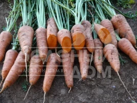 Семена моркови Ред Коред / Red Kored,100-105 дней купить оптом и в розницу в Украине по выгодной цене