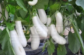 Семена баклажана Аретуза F1 / Aretussa F1,100-110 дней купить оптом и в розницу в Украине по выгодной цене