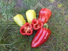 Семена сладкого перца Поло F1 / Polo F1 купить оптом и в розницу в Украине по выгодной цене