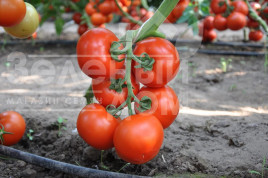 Насіння томатів Беллавіза F1 / Belavisa F1,90-95 днів купити оптом і в роздріб в Україні за вигідною ціною