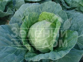 Семена капусты белокочанной Дита / Dita,64-72 дня купить оптом и в розницу в Украине по выгодной цене