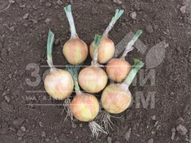 Лук репчатый Хайсингер F1 / Hysinger F1,120-125 дней купить оптом и в розницу в Украине по выгодной цене