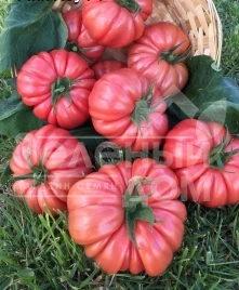 Семена томатов Пинк Кой F1 / Pink Coy F1,105-115 дней купить оптом и в розницу в Украине по выгодной цене