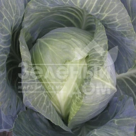 Семена капусты белокочанной Колия F1 / Kolia F1,115-120 дней купить оптом и в розницу в Украине по выгодной цене