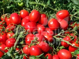 Семена томатов Кальверт F1 / Kalvert F1,75 дней купить оптом и в розницу в Украине по выгодной цене