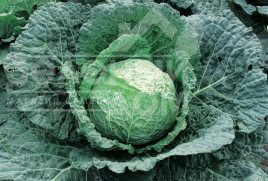 Насіння капусти савойської Есторіл F1 / Estoril F1, 65-70 днів купити оптом і в роздріб в Україні за вигідною ціною