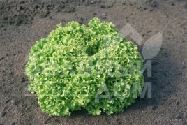 Семена салата Эстроза / Estrosa купить оптом и в розницу в Украине по выгодной цене
