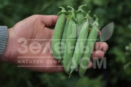 Семена гороха Роялсайз / Royalsayz купить оптом и в розницу в Украине по выгодной цене