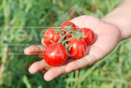 Насіння томатів Кімберліно F1 / Kimberlino F1,118 днів купити оптом і в роздріб в Україні за вигідною ціною