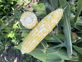 Насіння кукурудзи Казіно F1 / Casino F1, 63 дні купити оптом і в роздріб в Україні за вигідною ціною