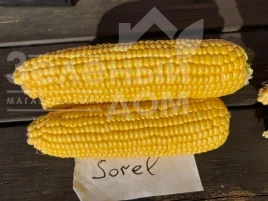 Насіння кукурудзи Сорел F1 / Sorel F1 купити оптом і в роздріб в Україні за вигідною ціною