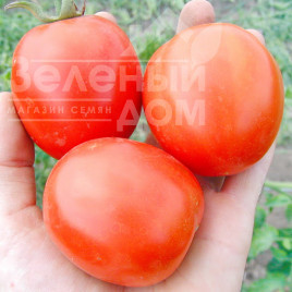 Насіння томатів Форсаж F1 / Forsage F1,75 днів купити оптом і в роздріб в Україні за вигідною ціною