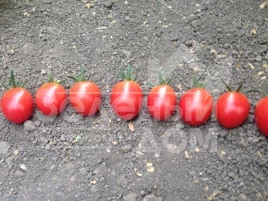 Семена томатов СТ-25 F1 / ST-25 F1,100 дней купить оптом и в розницу в Украине по выгодной цене