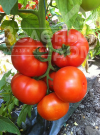 Насіння томатів Раллі F1 / Rally F1,100-106 днів купити оптом і в роздріб в Україні за вигідною ціною