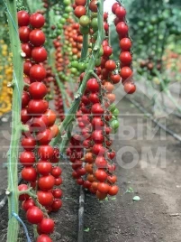 Семена томатов Деличчио F1 / Deliccio F1 купить оптом и в розницу в Украине по выгодной цене