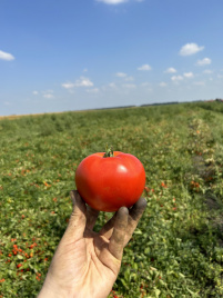 Насіння томатів Томатіна F1 / Tomatina F1, 62-67 днів купити оптом і в роздріб в Україні за вигідною ціною