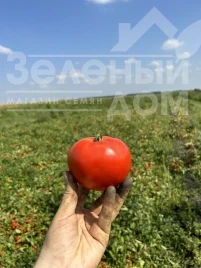 Насіння томату Томатіна F1 / Tomatina F1, 62-67 днів купити оптом і в роздріб в Україні за вигідною ціною