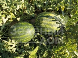 Семена арбуза Маристо F1 / Maristo F1,58-60 дней купить оптом и в розницу в Украине по выгодной цене