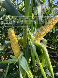 Насіння кукурудзи Камук F1 / Kamuk F1, 78 днів купити оптом і в роздріб в Україні за вигідною ціною