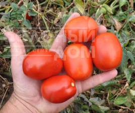 Насіння томатів Керо F1 / Kero F1,110-115 днів купити оптом і в роздріб в Україні за вигідною ціною